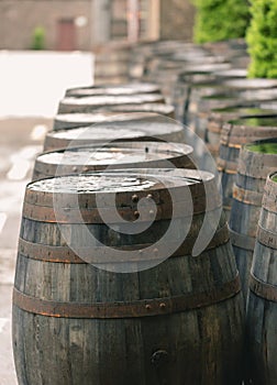 Old vintage whisky barrels filled of whiskey placed in order in