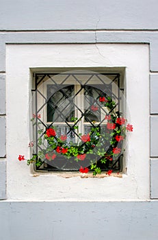 Old vintage window with geranium flowers