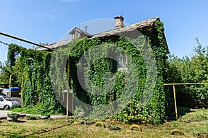 Old vintage wooden house in Samara, Russia, overgrown with ivy, covered with green plant