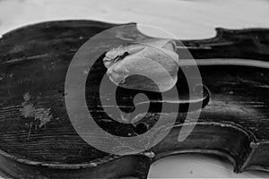 Old Violin And Tulip