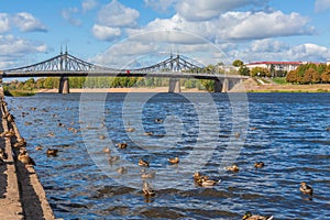 The old Volga bridge in Tver, Russia. Wild Mallard ducks swim in the river. Autumn Sunny day