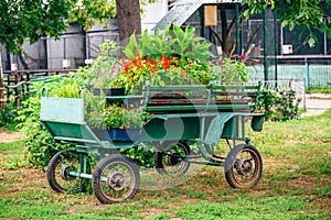 Old wagon full of flowers