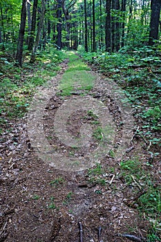 Old Wagon Road in the Woods