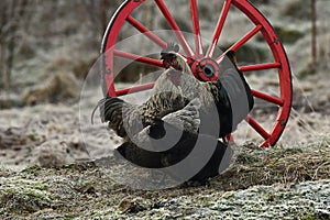 Old wagon wheel and old breed of chicken