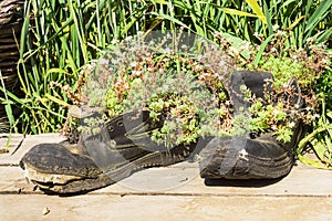 Old walking boots transformed into pots