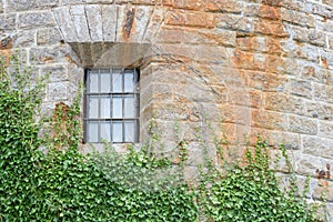 Old wall background with ivy climbing tree