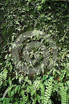 Old wall brick with moss and fern