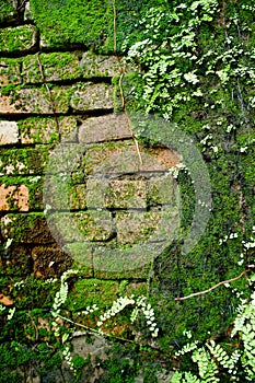 Old wall brick with moss and fern