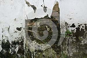 An old wall with cement cracks and tree roots