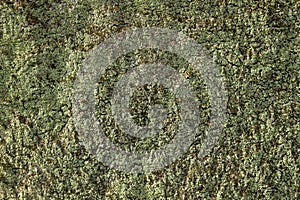 Old wall covered of green lichen