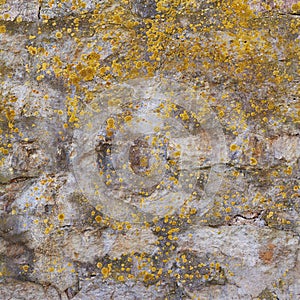 Old wall covered with lichen
