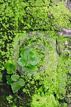 Old wall covered with moss