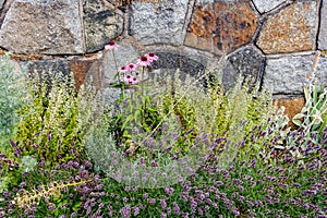 At the old wall of the masonry grow various plants and pink flow