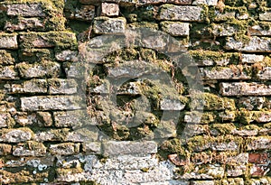 old wall with moss and lichens due to the high humidity and saltiness