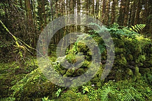 Old wall in the pine scottish forest