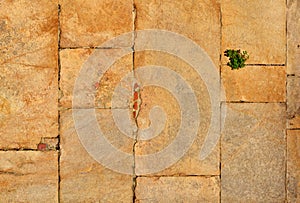 Old wall with plant background