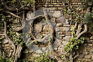 Old wall with vines