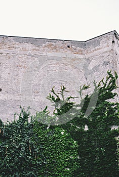 Old wall whit plant