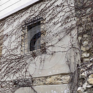 Old wall window wit dry ivy branches