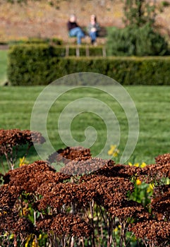 Old walled garden with daffodils and sedum flowers, at historic Eastcote House in the Borough of Hillingdon, London, UK.