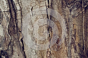Old wallnut tree trunk texture