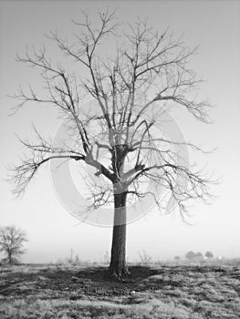 The Old Walnut Tree