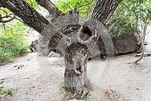 Old walnut tree in natural park Valley of Ghosts