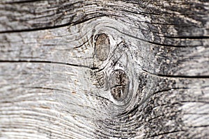 Old walnut tree trunk detail texture as natural background.