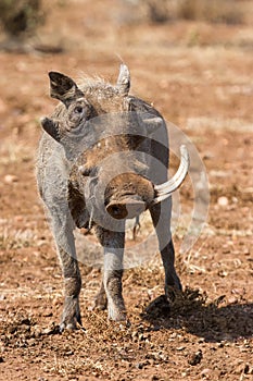 Old warthog with one tooth look tired