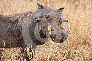 Old warthog standing in dry grass looking for something green