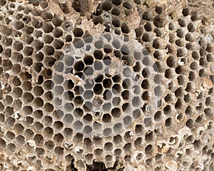 Old wasp nest