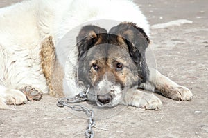 Old, watchdog. Outdoor shoot