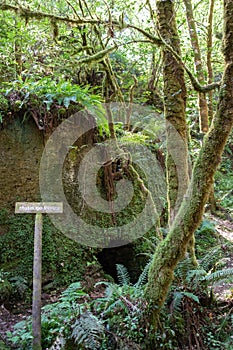 Old water mill in the middle of the forest covered by green vegetation and ferns. Vertical picture, no people. Profundu river,