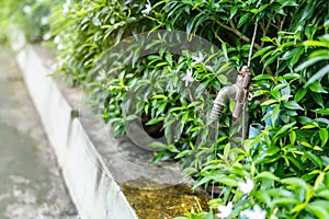 Old water tap or faucet leaking drop of water with green nature background- water conservation or saving concept.