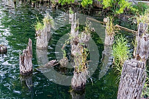 Old Waterfront Pilings 2