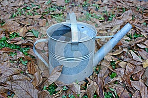 Old watering can in autumn leaves