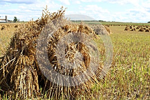 Old way of stooking sheaves of grain  to dry in field done by Mennonites