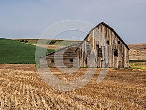 Old weathered barn surrounded by wheat fields