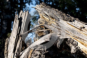 Old and weathered  and big cut tree in the woods