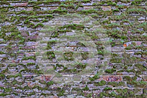 Old weathered brick wall with moss growing