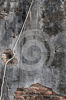 Old Weathered Concrete Wall with Some Roots Growing on it