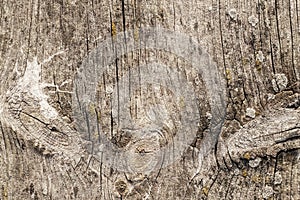 Old Weathered Cracked Knotted Pine Wood Floorboard Grunge Texture Detail