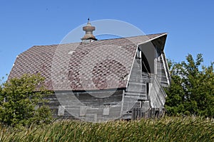 Old weathered  dairy barn in a state of disrepair