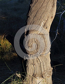 Old weathered fence post