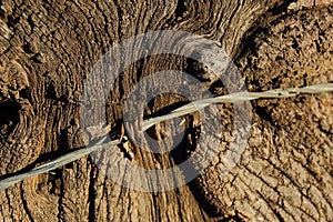 Old weathered fence post