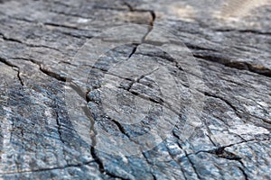 Old Weathered Grayish Cracked Wood Texture