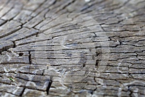 Old Weathered Grayish Cracked Wood Texture