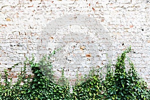 Old and weathered grungy brick wall painted in white with common ivy or English ivy, Hedera helix