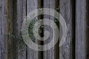 Old Weathered Knotty Pine Wood Fence with Foliage photo