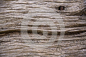 Old weathered oakwood background pattern